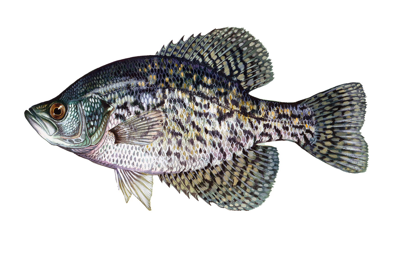 Black Crappie Sportfish ID