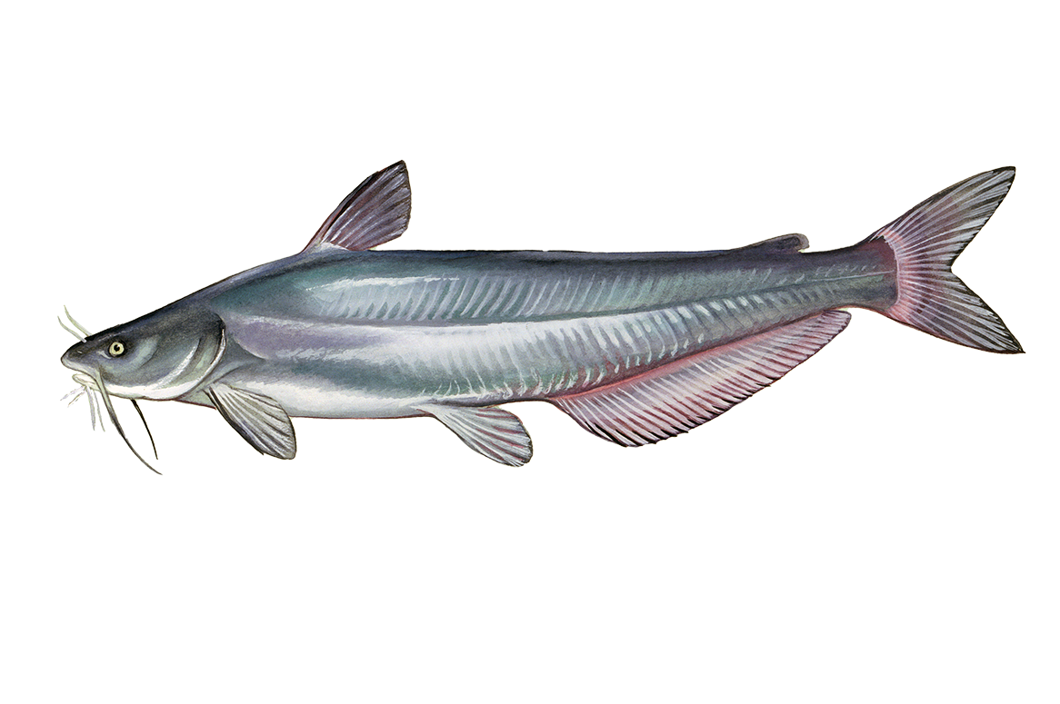 Blue Catfish Sportfish ID