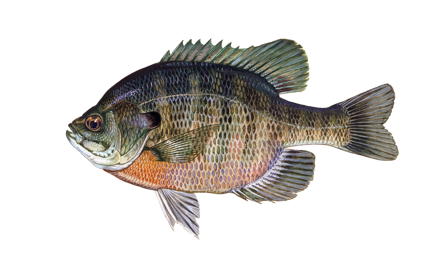Bluegill Sunfish Sportfish ID