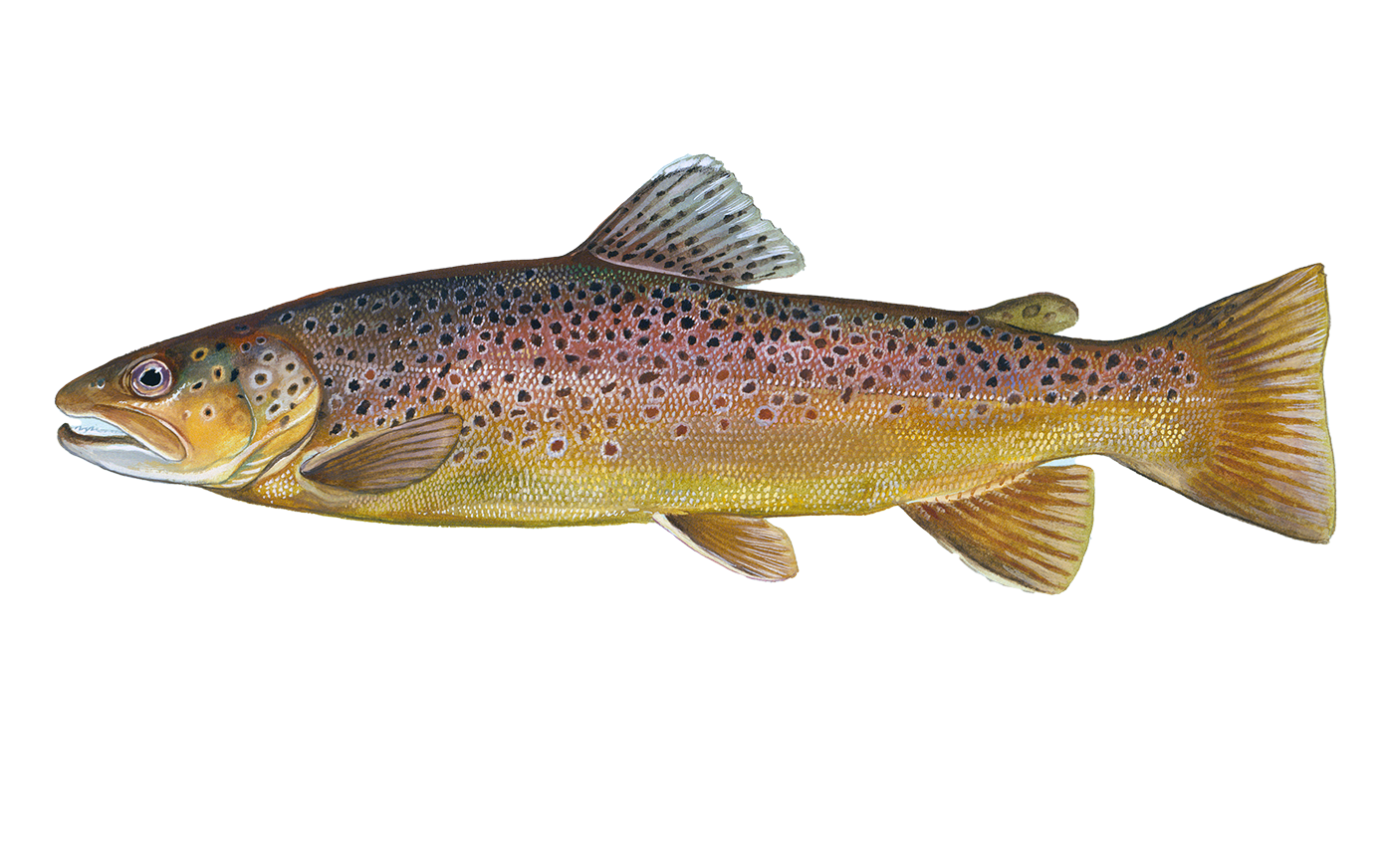 Brown Trout Sportfish ID