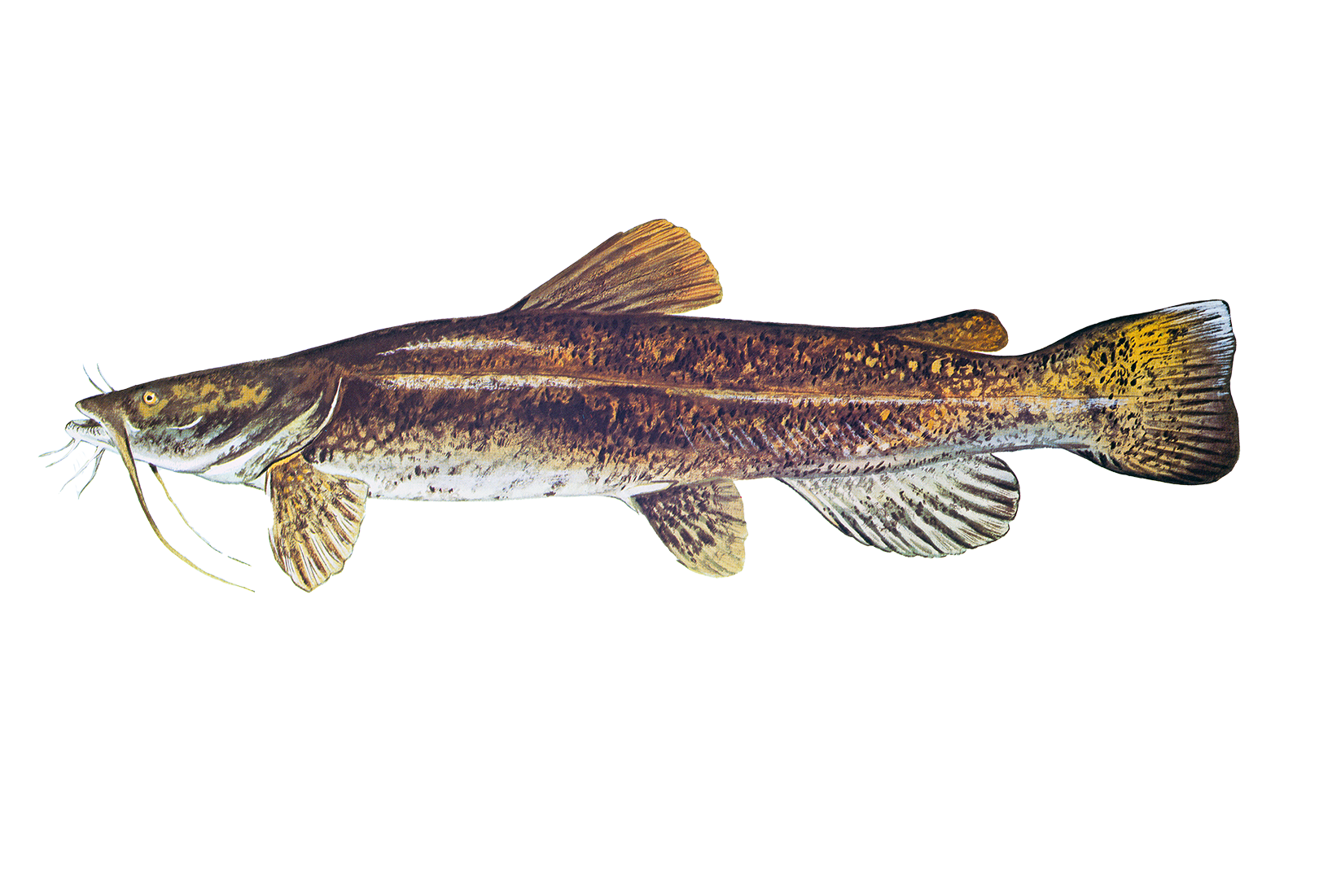 Flathead Catfish Sportfish ID
