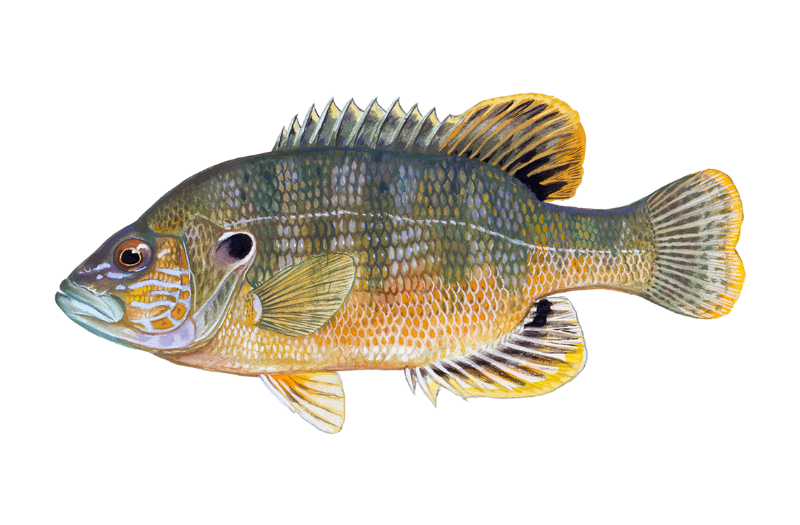 Green Sunfish Sportfish ID