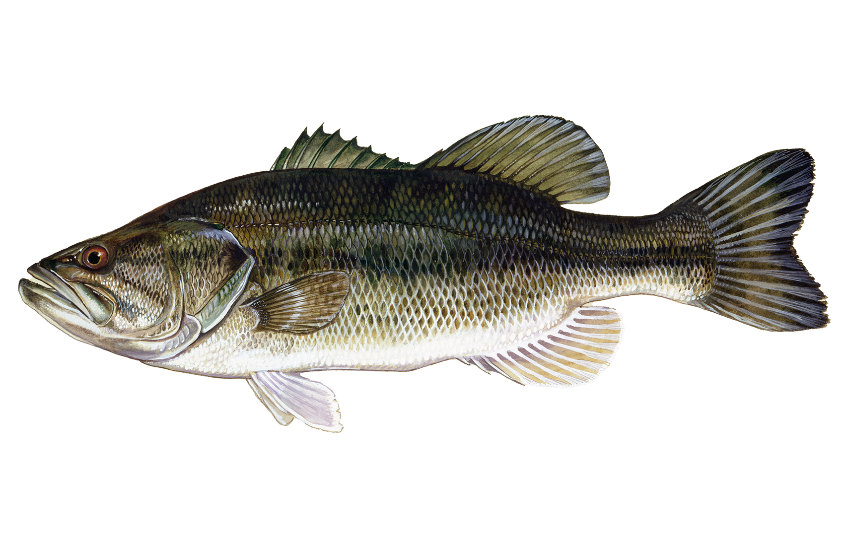 Largemouth Bass Sportfish ID
