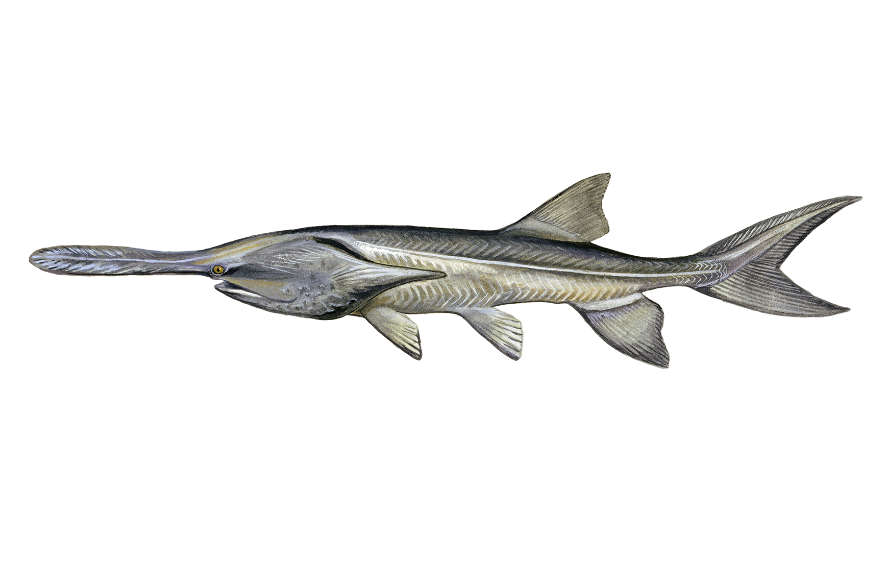 Paddlefish Sportfish ID