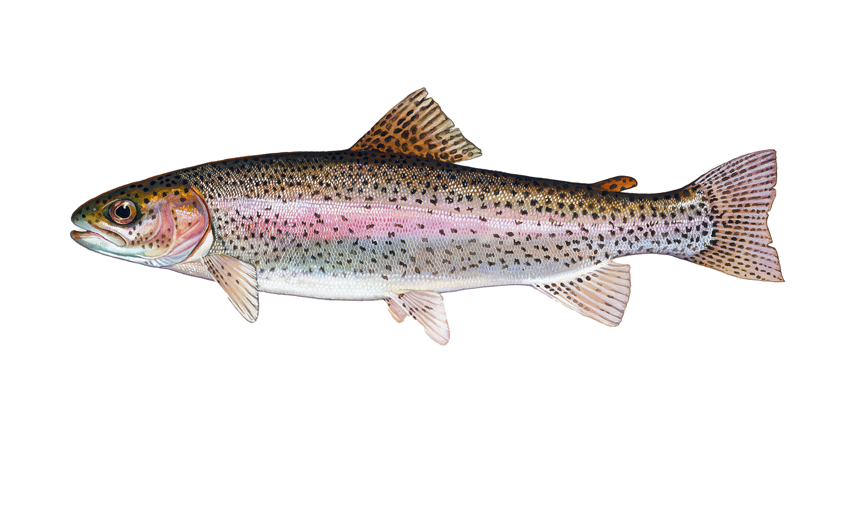 Rainbow Trout Sportfish ID