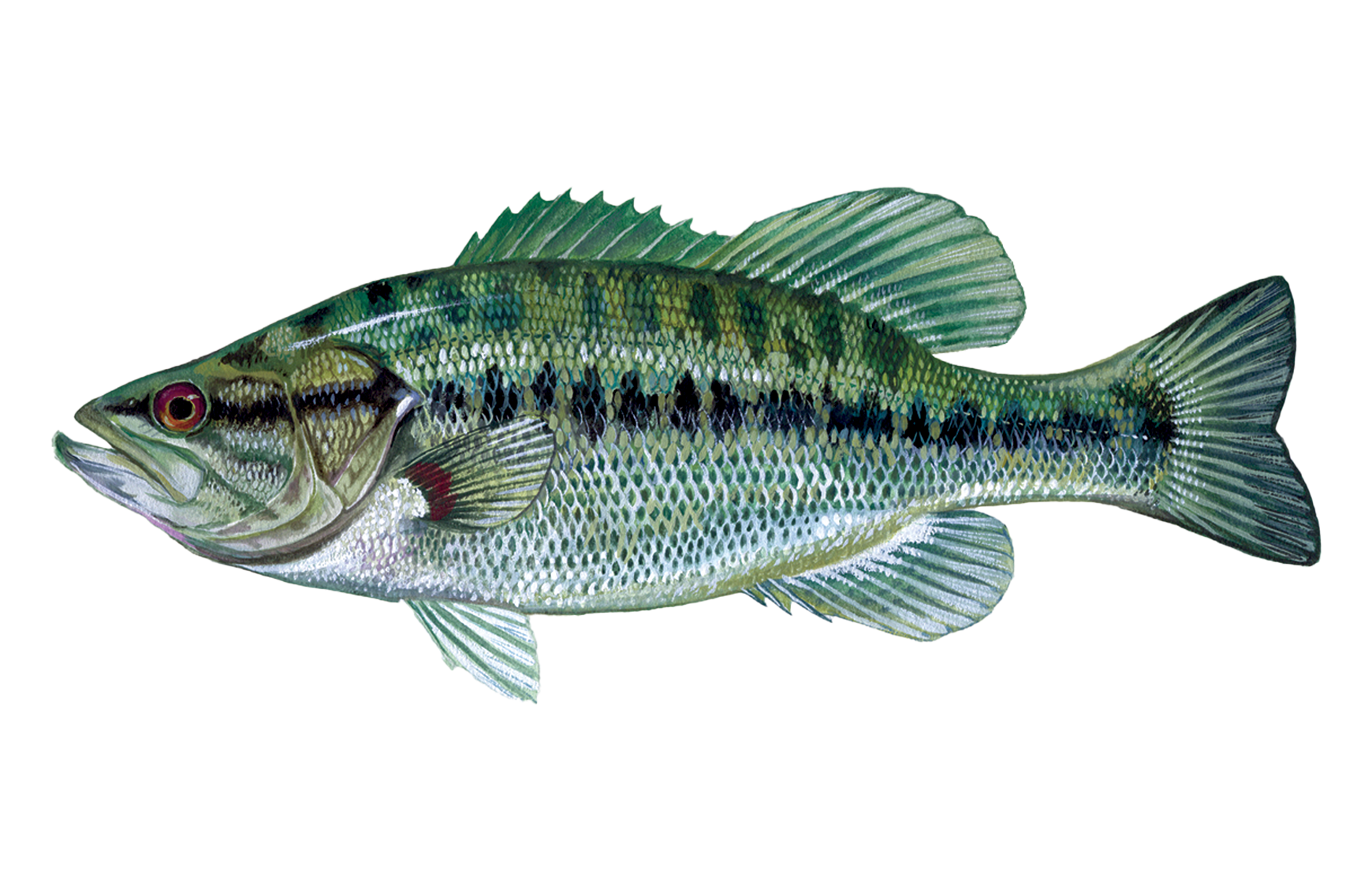 Spotted Bass Sportfish ID