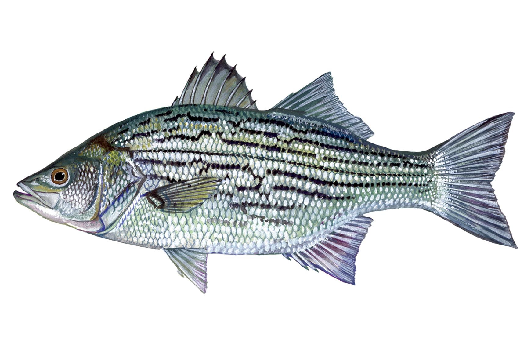 Striped Bass Hybrid Sportfish ID