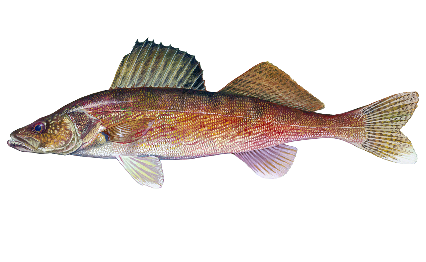 Walleye Sportfish ID