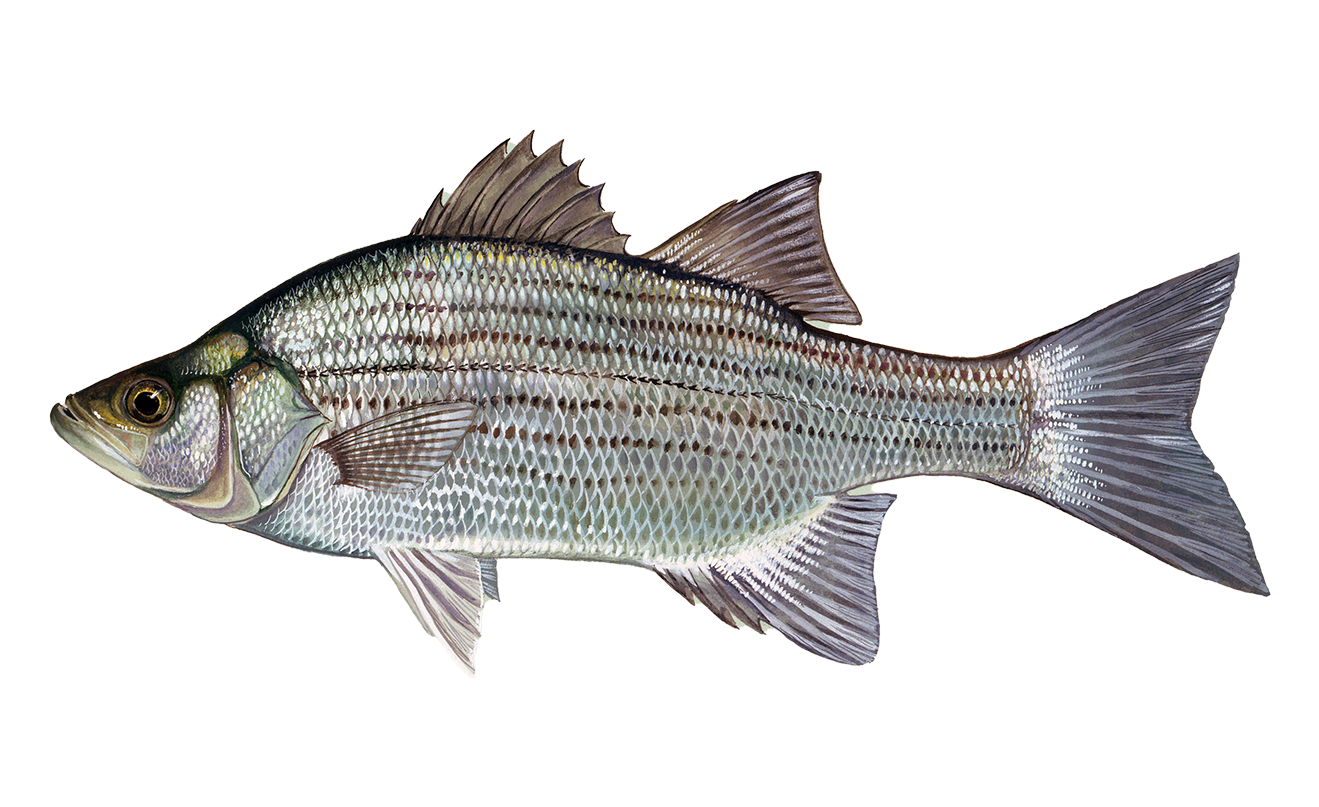 White Bass Sportfish ID