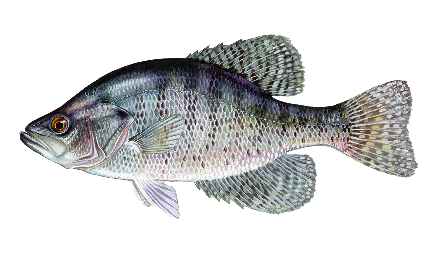 White Crappie Sportfish ID