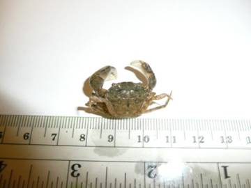 Harris mud crab.