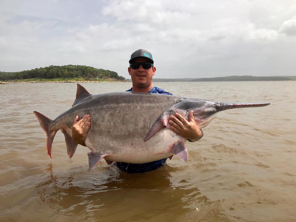 Paddlefish  Oklahoma Department of Wildlife Conservation