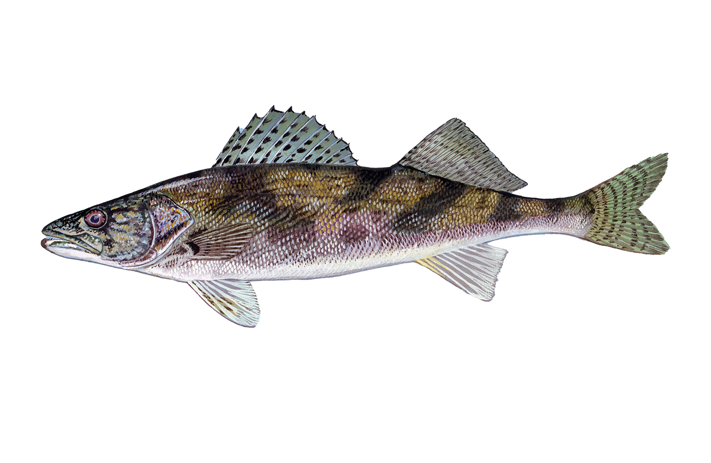 Sauger Sportfish ID
