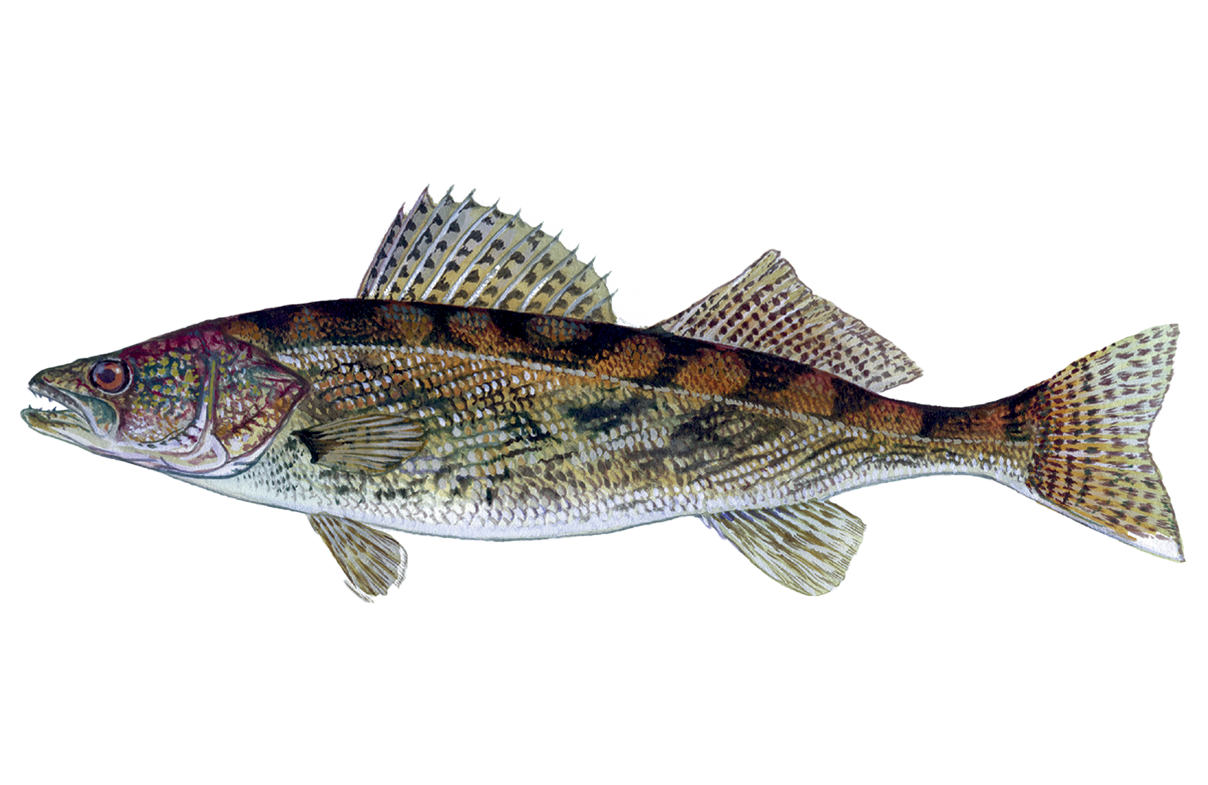 Saugeye Sportfish ID