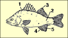 White perch markings.