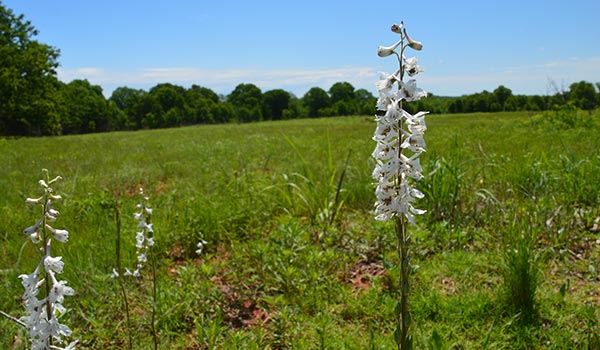 Oklahoma Ecological Mapping System