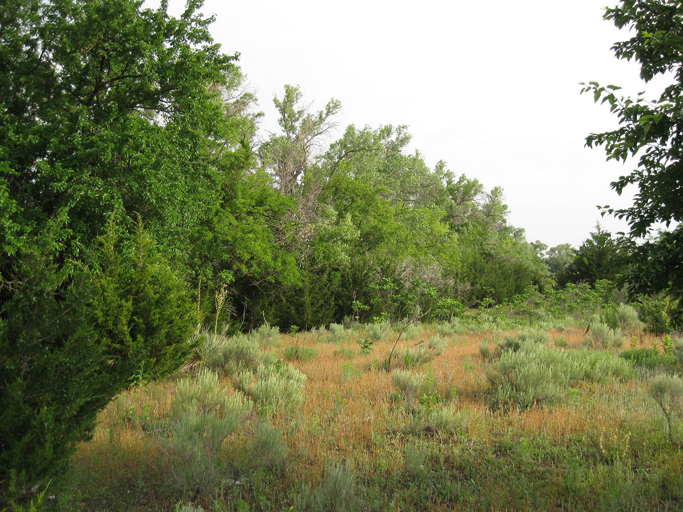 Gobblers on a Limb Taking Care of Your Turkey Roosts