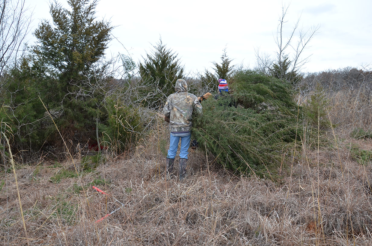 Lopping Redcedars for Wildlife Habitat
