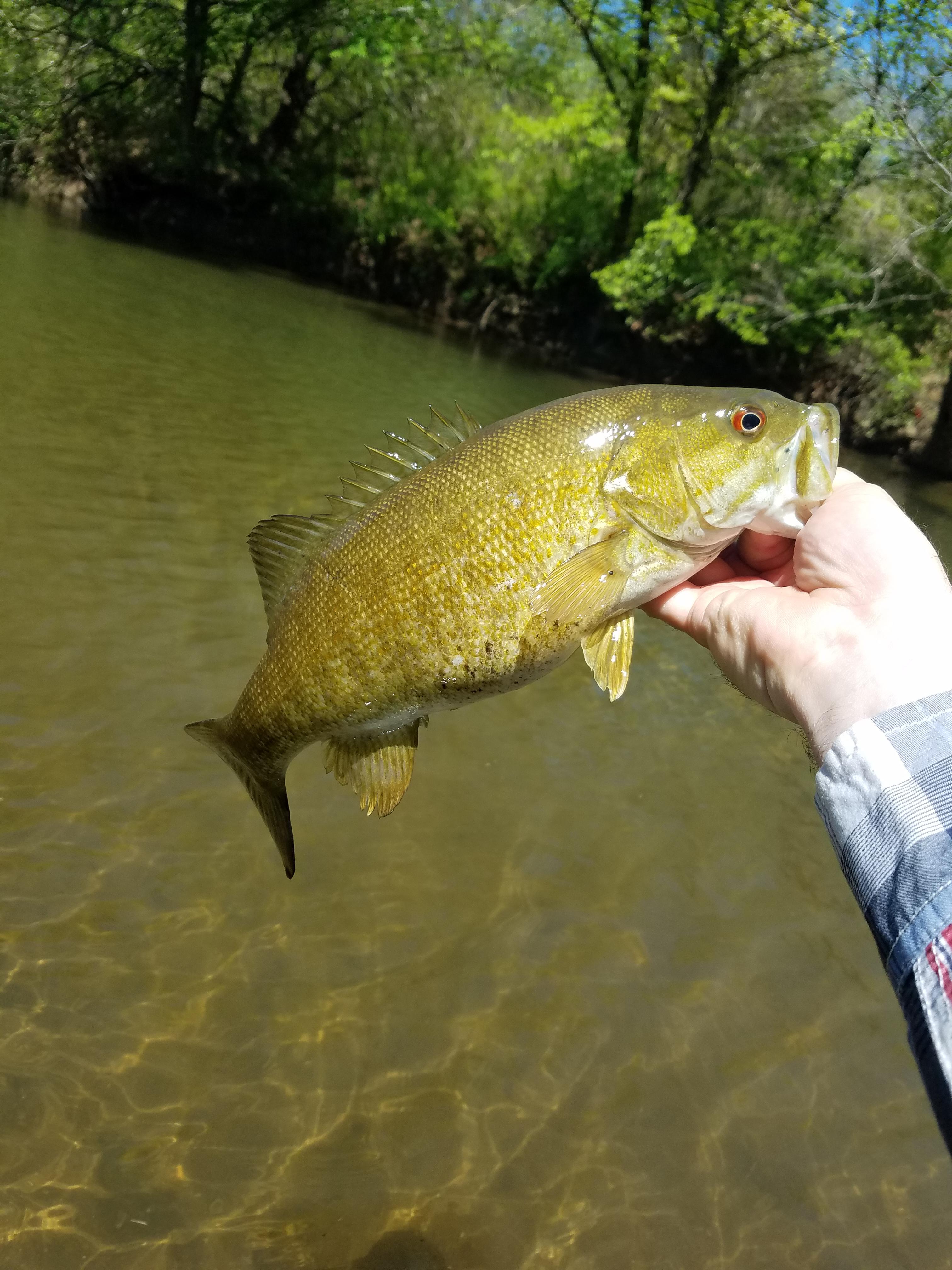 Fly Fishing for Smallmouth Bass in Small Streams – Dark Skies Fly