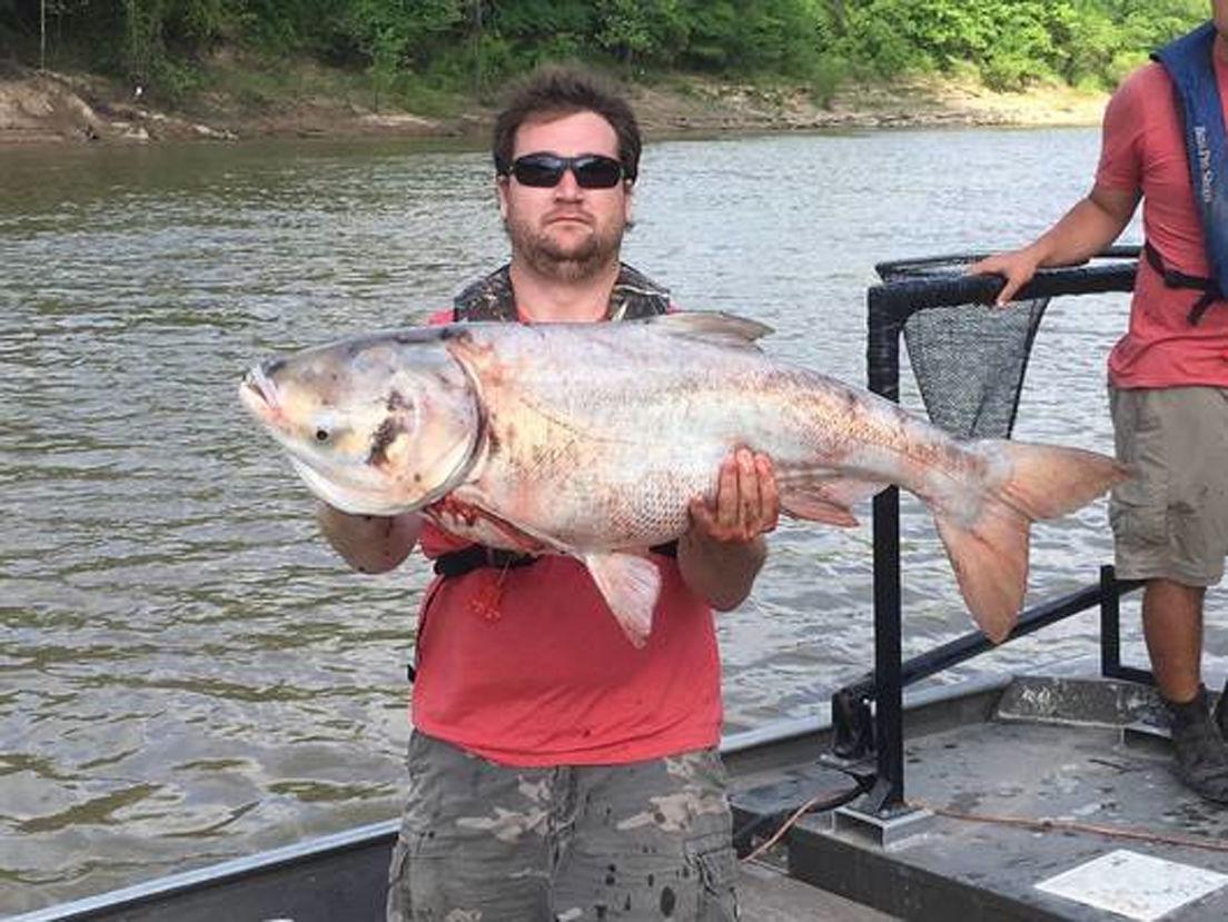 Bighead Carp (Hypophthalmichthys nobilis) Oklahoma Department of