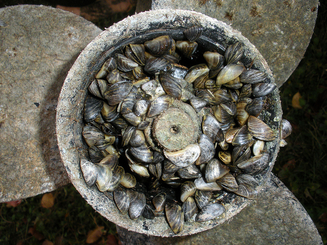 Zebra Mussels clustered in boat propeller