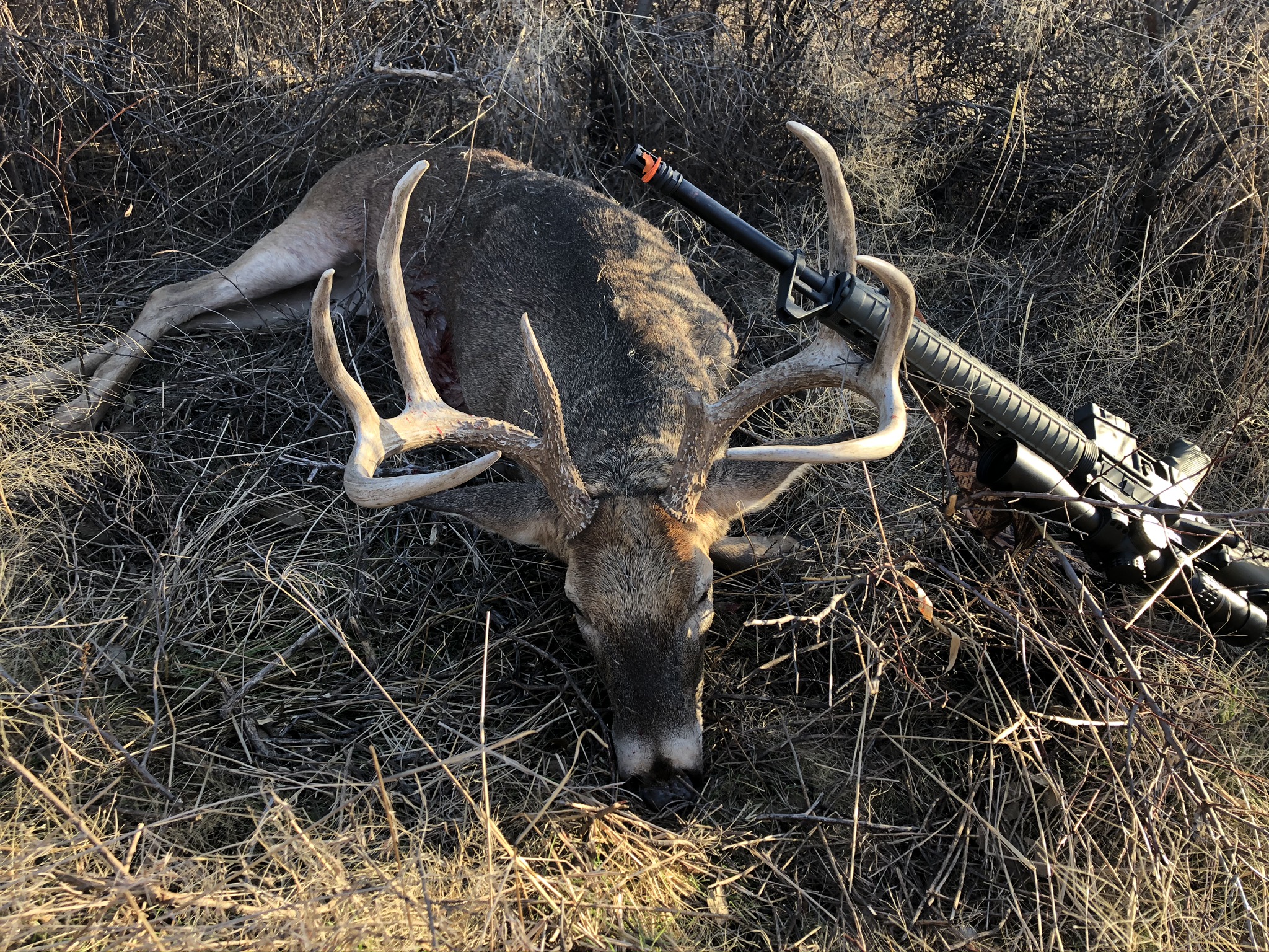 david hudgins whitetail deer
