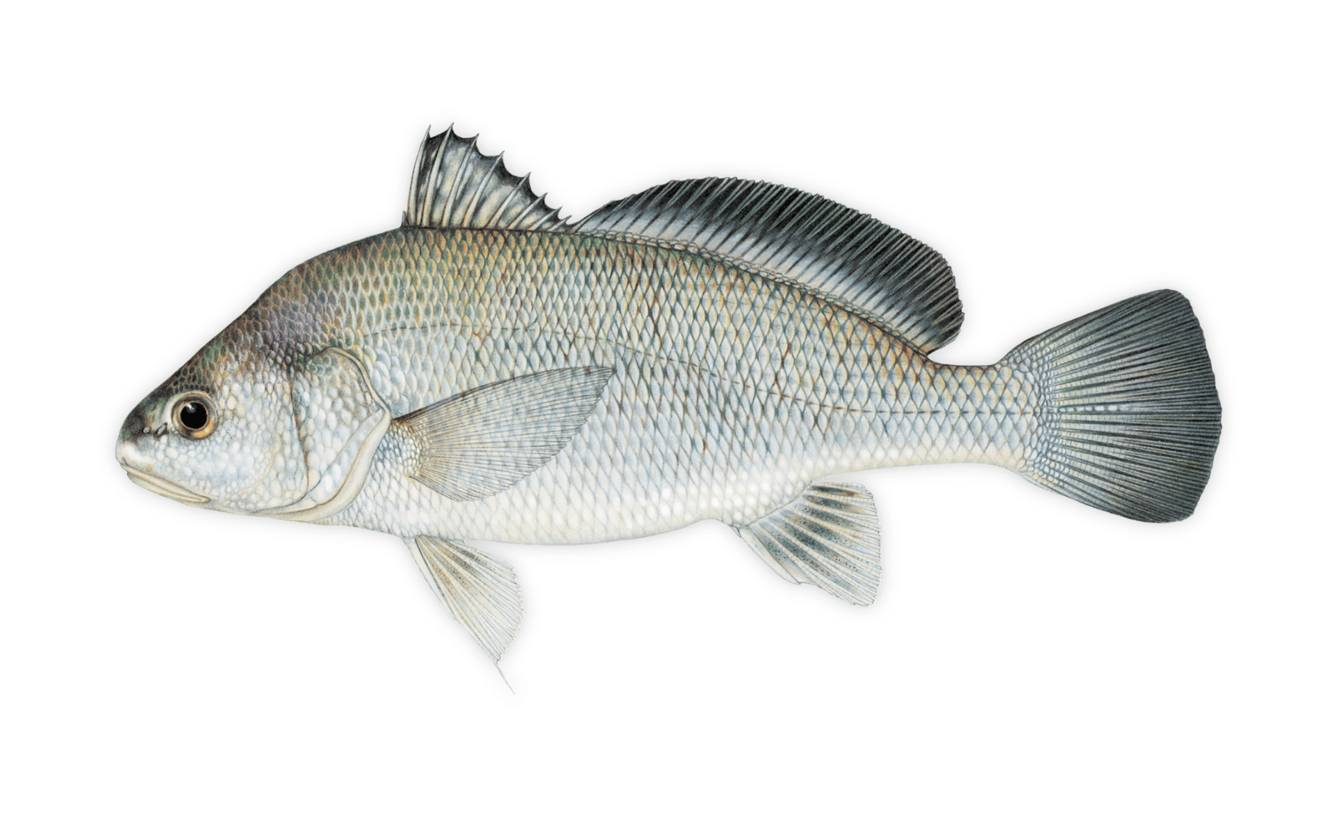 An illustration of freshwater drum by