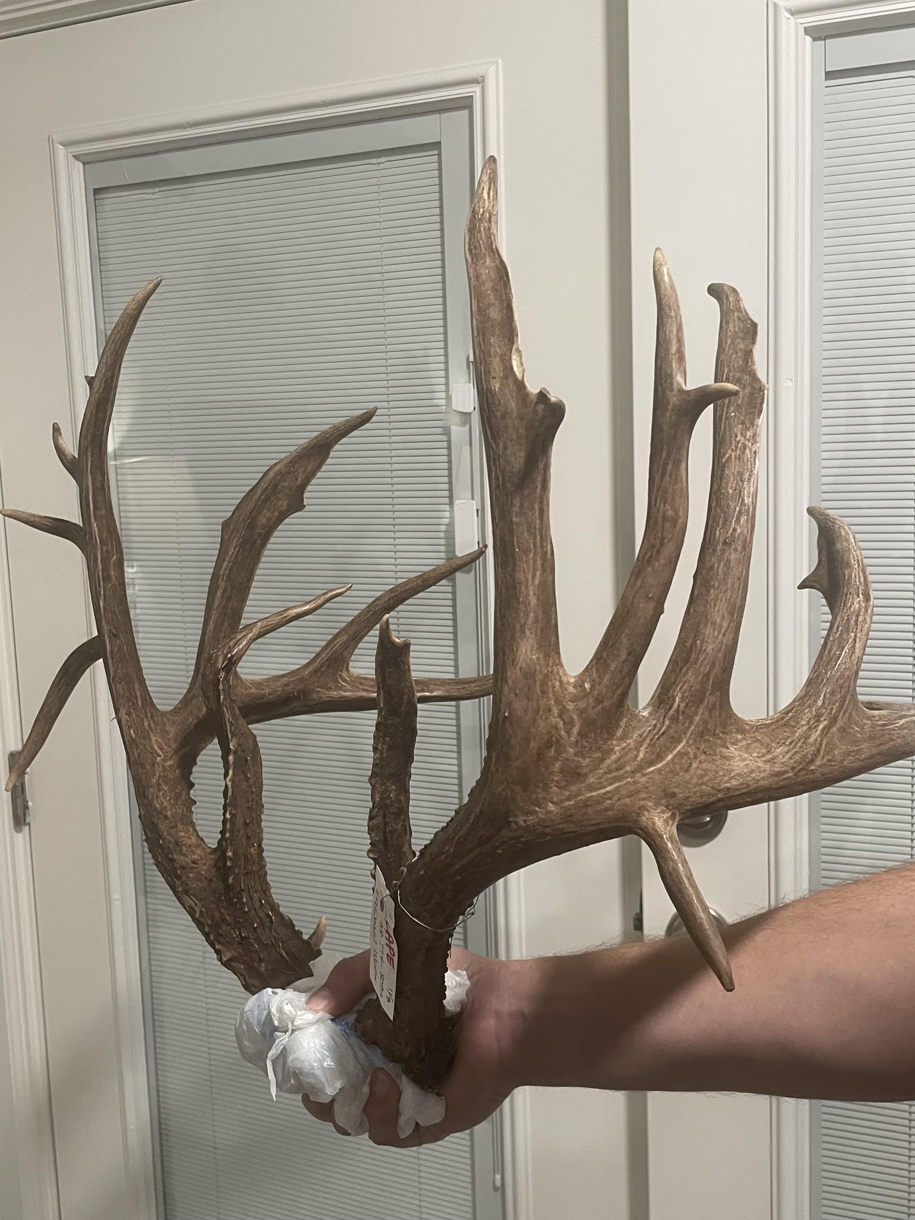 Non-Typical Whitetail Deer Michael Wintz 
