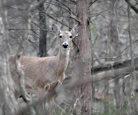 Deer gun hunting season will open Nov. 23, and the state's big game biologist is urging hunters to harvest more antlerless deer this season to improve the white-tailed deer herd structure. (Vonda Barnett/2015 Readers' Photo Showcase)