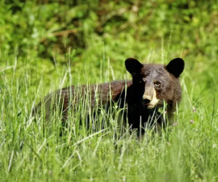 Black bears are established in southeastern and east-central Oklahoma, but sightings are possible anywhere in the eastern half of the state and the western tip of the Panhandle. (USFWS)