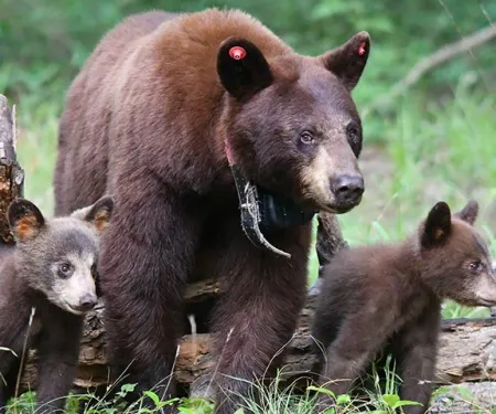 Bear with tracking collar in the field with cubs.