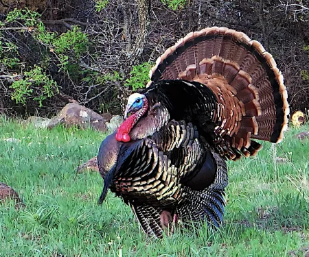 Wild turkey hunting season opens April 6 across Oklahoma except the eight southeasternmost counties. This year's Gobbler Report indicates bird numbers have declined in most areas. (Photo: Juanita Harris/Readers' Photo Showcase 2017)
