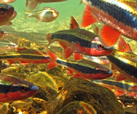 Oklahoma streams fish zoom background.