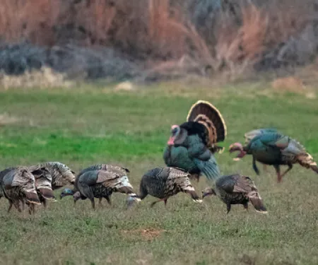 Gobbler activity is picking up ahead of Saturday's turkey hunting season opener across most of the state. (Matt Haney/Readers' Photo Showcase 2015)