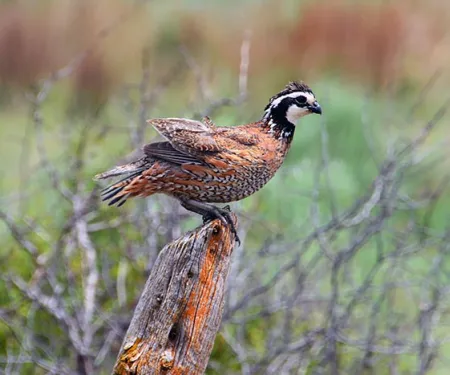 Quail on a wooden post in a field.