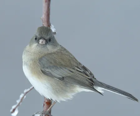 Dark-eyed Junco; Bill Horn