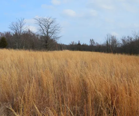 James Collins WMA, photo by Jena Donnell