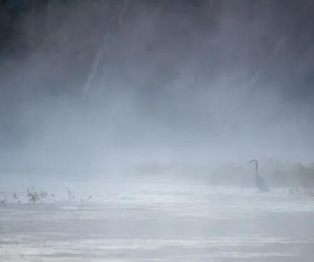 Lower Illinois Public Fishing & Hunting Area, bird in water, photo by Kelly Adams.