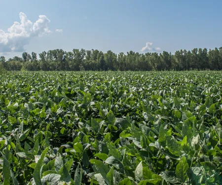 McClellan-Kerr WMA, photo by Kelly Adams