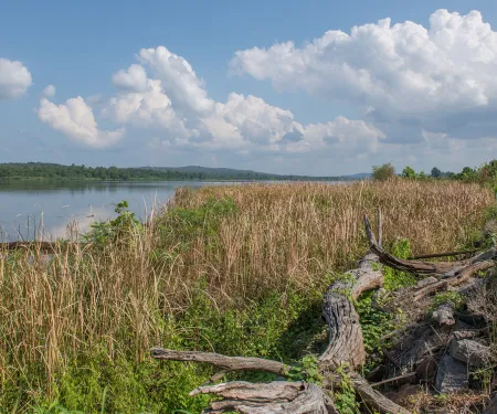 McClellan-Kerr WMA, photo by Kelly Adams