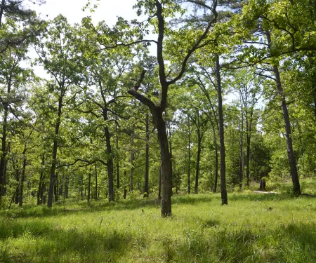 McCurtain County Wilderness Area, photo by Jena Donnell