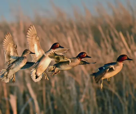 Multiple teal flying through the air about to land, photo by Tom Koerner/USFWS