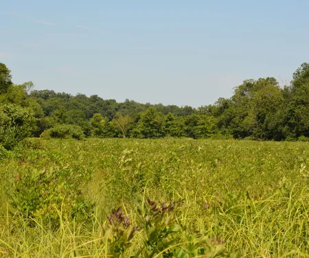 Neosho WMA, photo by SKylar St. Yves