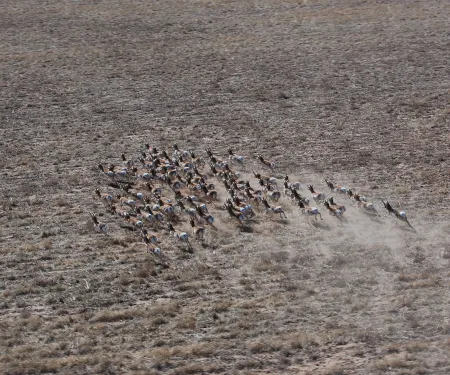 Pronghorn, photo by Wade Free