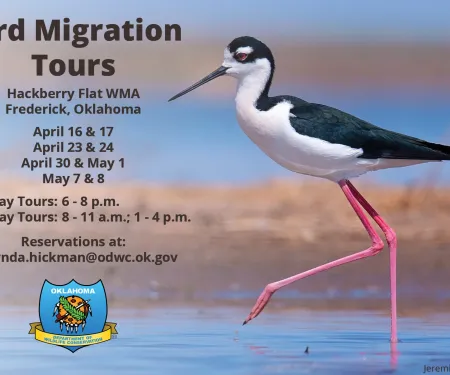 2021 Hackberry Bird Migration Tours