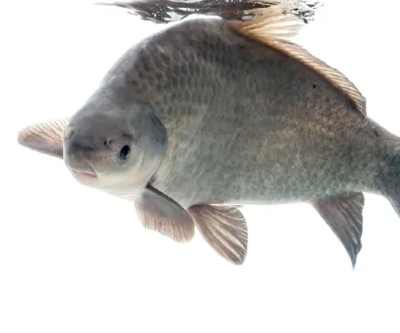 Smallmouth Buffal, Sam Stukel USFWS