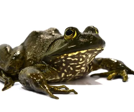 American Bullfrog