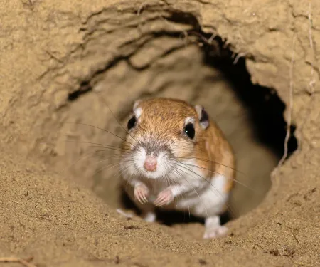 Ord's Kangaroo Rat, photo by Andy Teucher/Flickr
