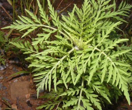 Annual ragweed. (Photo by Kyle Johnson/ODWC)