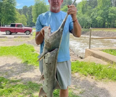 Arkansas angler Bobby Chambers holds Oklahoma paddlefish he caught in Arkansas.